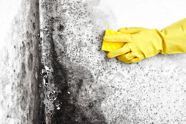 Best Kitchen Mold Remediation in Mcnair, VA