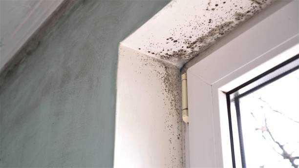 Best Emergency Mold Remediation in Mcnair, VA