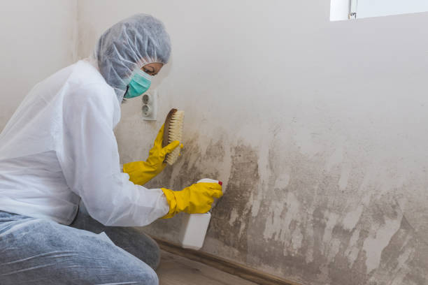 Best Residential Mold Remediation in Mcnair, VA
