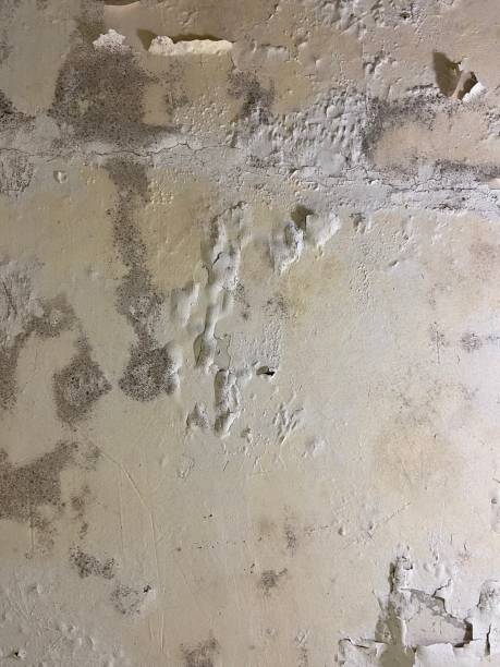 Best Black Mold Remediation in Mcnair, VA