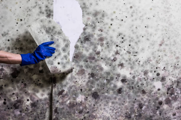 Best Residential Mold Remediation in Mcnair, VA