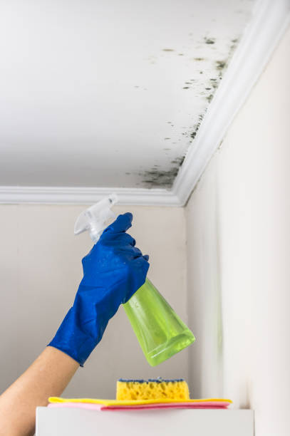 Best Mold Remediation for Specific Building Types in Mcnair, VA