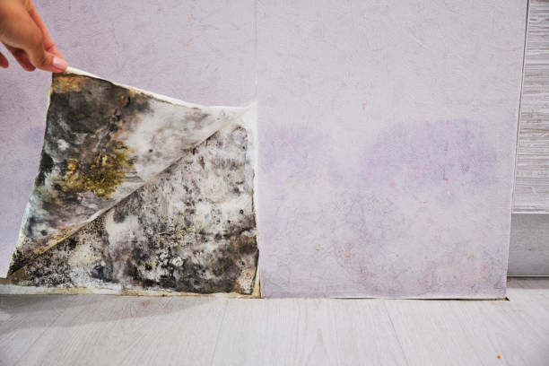 Best DIY Mold Remediation Support Services in Mcnair, VA